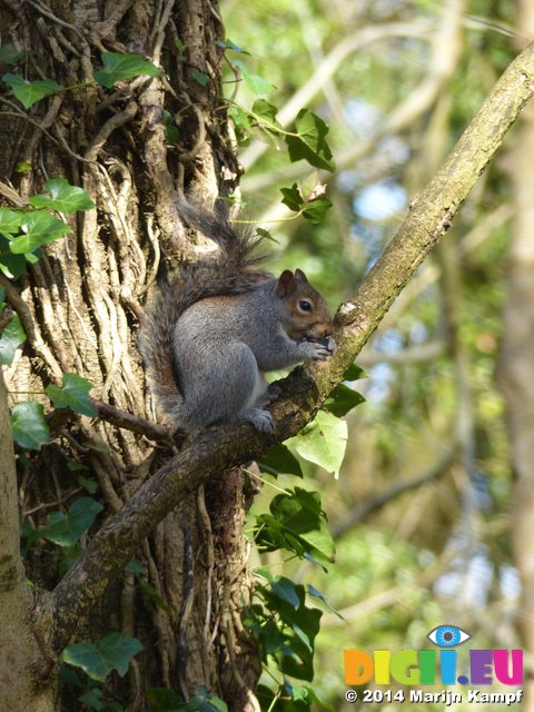 FZ004180 Grey squirrel eating nut